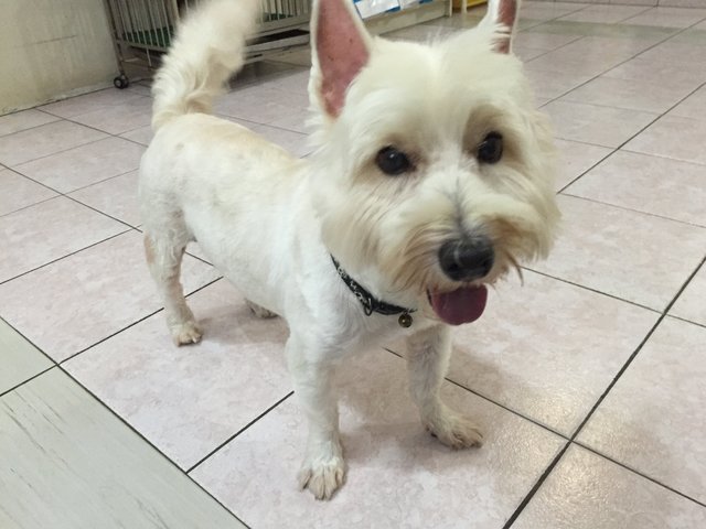 Rumy - West Highland White Terrier Westie Dog