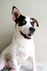 Jimmy (Updated) - Mixed Breed Dog