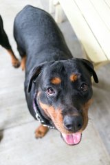 Max And Maxine - Rottweiler Dog