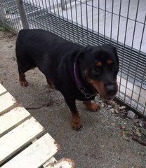 Max And Maxine - Rottweiler Dog