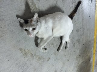 Girl - Calico Cat