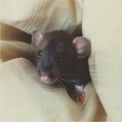 Jesse - Rat Small & Furry