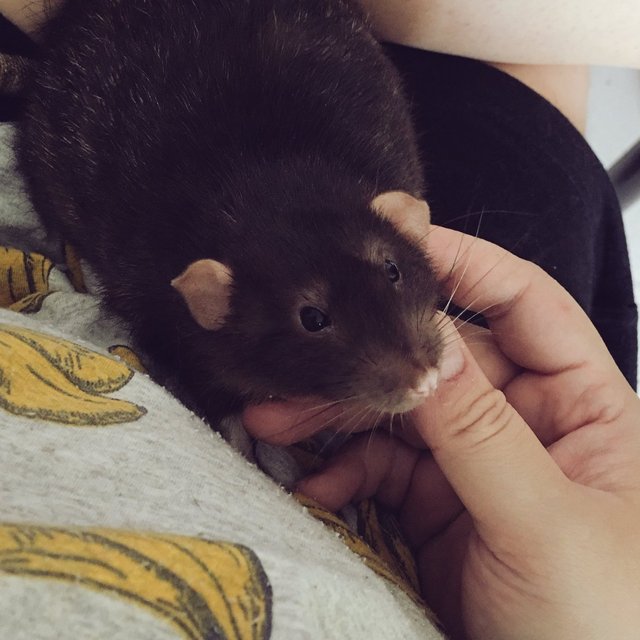 Jesse - Rat Small & Furry