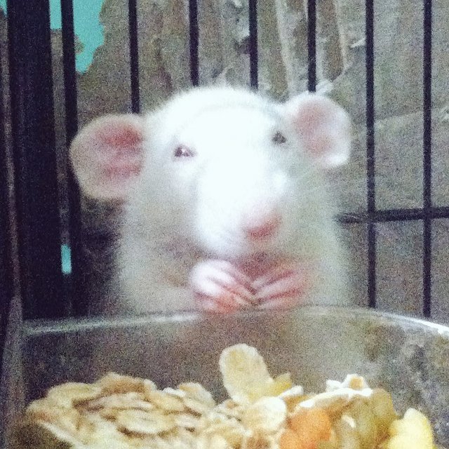 Percival - Rat Small & Furry