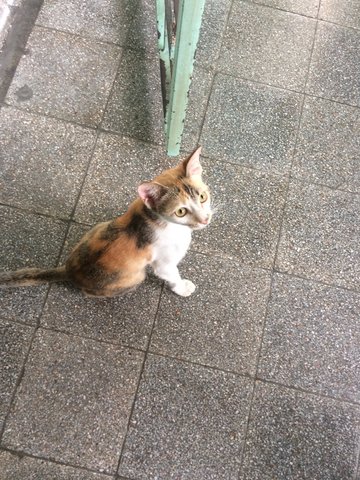 Baby  - American Shorthair + Tiger Cat