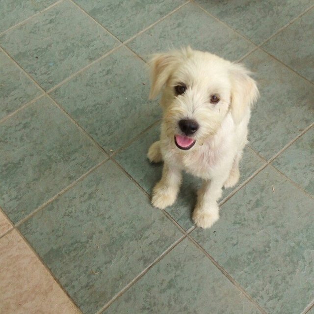 Snowie Aka Long Tail - Cairn Terrier + Spitz Dog