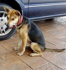 Pixy - German Shepherd Dog + Spitz Dog