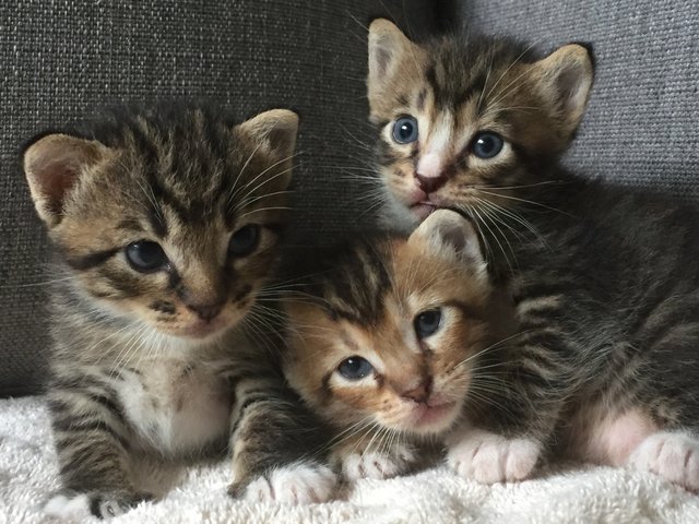 Mummy And Three Kittens - Domestic Short Hair Cat