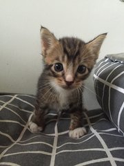 Kitten 3