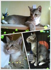 Mochi - Domestic Short Hair Cat