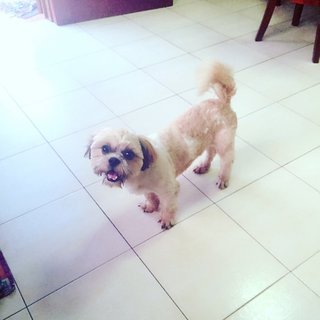 Nono - Shih Tzu Dog