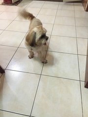 Nono - Shih Tzu Dog