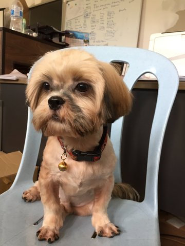 Nono - Shih Tzu Dog