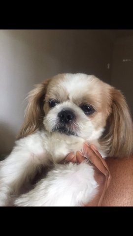 Macqueen  - Shih Tzu Dog