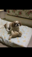 Macqueen  - Shih Tzu Dog