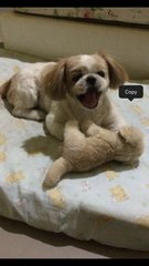 Macqueen  - Shih Tzu Dog