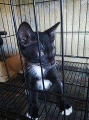 Kuning,hitam,cham - Abyssinian Cat