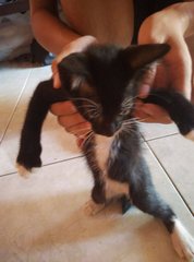 Kuning,hitam,cham - Abyssinian Cat