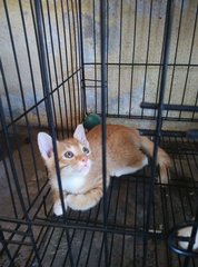 Kuning,hitam,cham - Abyssinian Cat