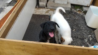 Will U Give Blackie A Home ? :( - Mixed Breed Dog