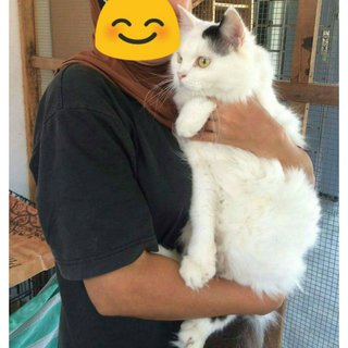 3 Males Big Breed - Domestic Long Hair + Persian Cat