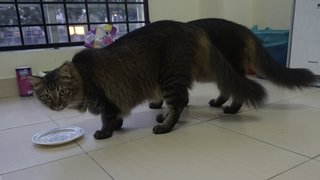 3 Males Big Breed - Domestic Long Hair + Persian Cat