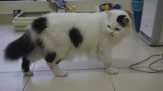 3 Males Big Breed - Domestic Long Hair + Persian Cat