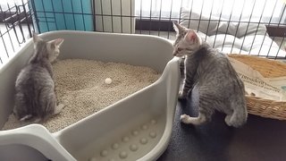 Exploring their toilet