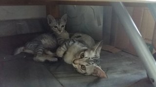 Silver/grey Kittens (Pls Read) - Domestic Short Hair + Tabby Cat