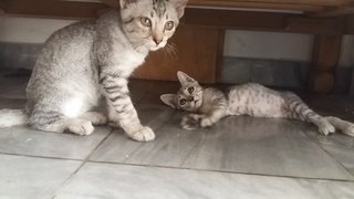 Silver/grey Kittens (Pls Read) - Domestic Short Hair + Tabby Cat