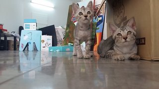 Silver/grey Kittens (Pls Read) - Domestic Short Hair + Tabby Cat