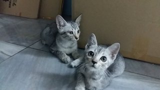 Silver/grey Kittens (Pls Read) - Domestic Short Hair + Tabby Cat