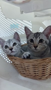 Silver/grey Kittens (Pls Read) - Domestic Short Hair + Tabby Cat