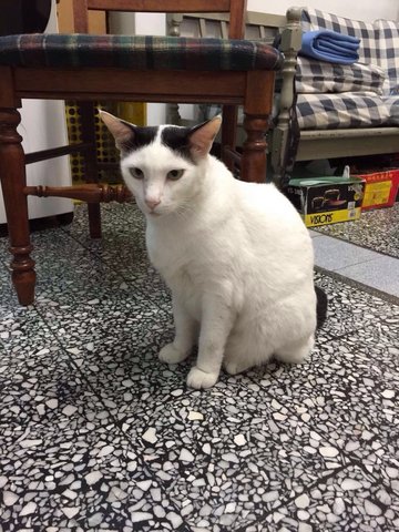 Panda - Japanese Bobtail Cat