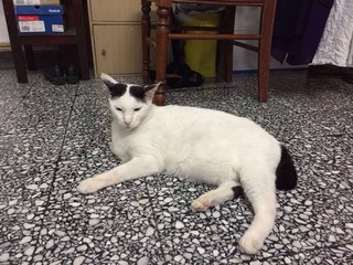 Panda - Japanese Bobtail Cat