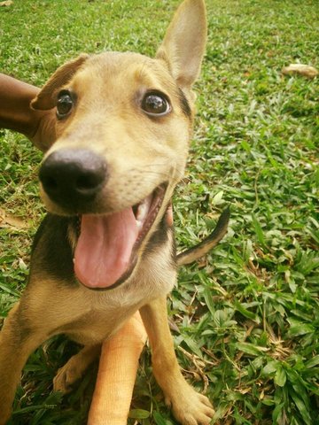 Beautiful  - Mixed Breed Dog