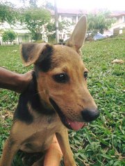 Beautiful  - Mixed Breed Dog