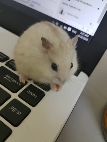 Dumpling - Short Dwarf Hamster Hamster