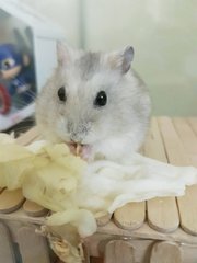 Dumpling - Short Dwarf Hamster Hamster