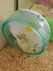 Dumpling - Short Dwarf Hamster Hamster