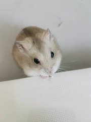 Dumpling - Short Dwarf Hamster Hamster