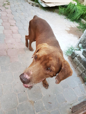 Ralph - Labrador Retriever Dog