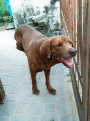 Ralph - Labrador Retriever Dog