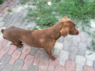 Ralph - Labrador Retriever Dog