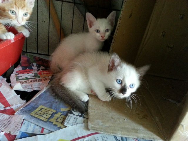 3 Lovely Kitties - Domestic Short Hair Cat