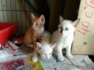 3 Lovely Kitties - Domestic Short Hair Cat