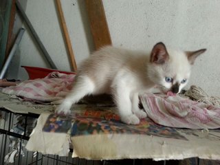 3 Lovely Kitties - Domestic Short Hair Cat