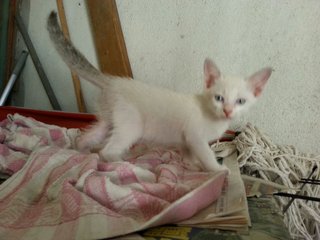 3 Lovely Kitties - Domestic Short Hair Cat