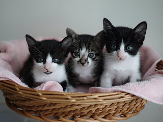 From left: Hazel, Pecan, Almond