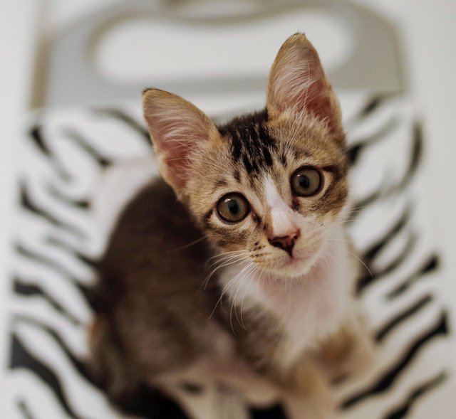 Baby Bowie - Domestic Short Hair Cat